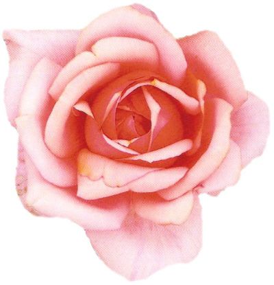 Márk Gergely rózsa