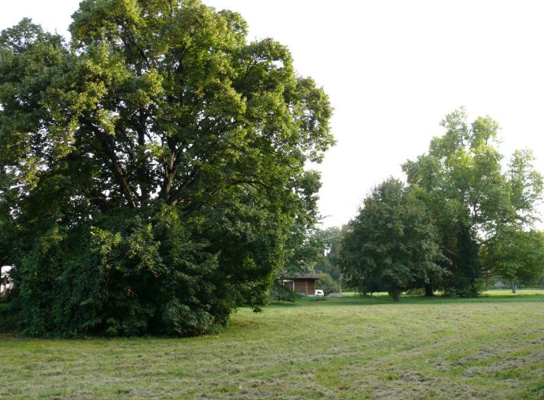 Szoliter fák és kisebb facsoportok a Selyem-réten